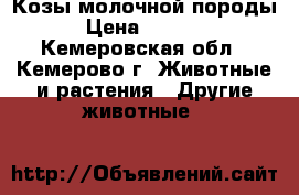 Козы молочной породы › Цена ­ 7 000 - Кемеровская обл., Кемерово г. Животные и растения » Другие животные   